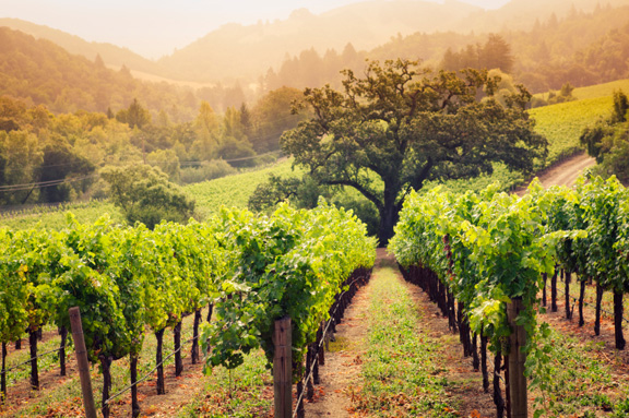 Napa_2012-01-31