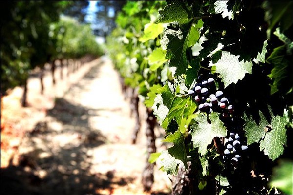 grapes-1
