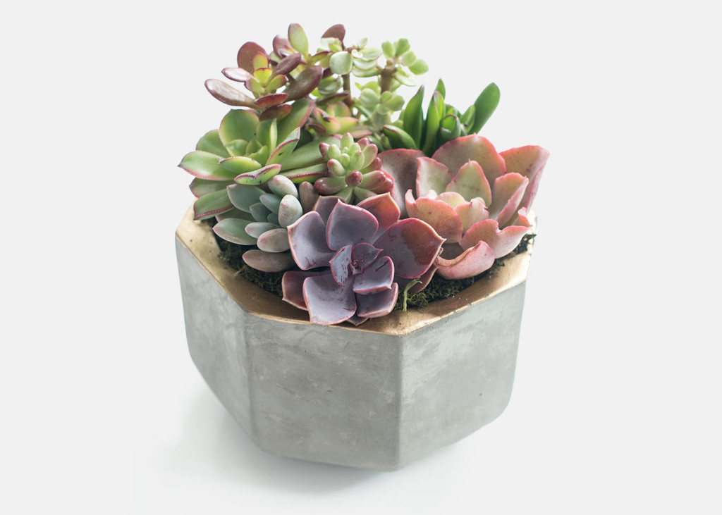 july_2016_urbanstems_succulent_1