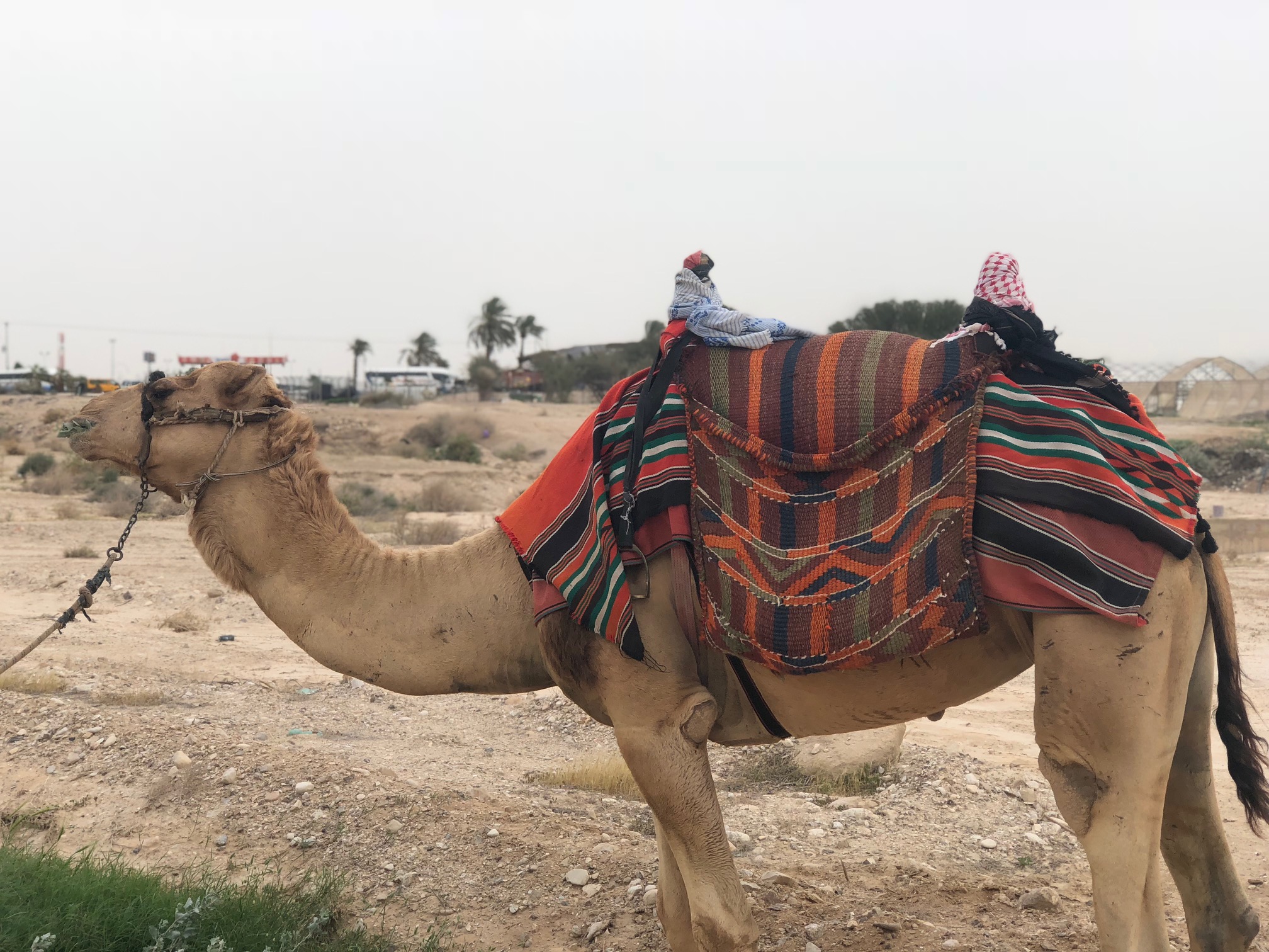 The camel we rode in Israel on the way to the Dead Sea